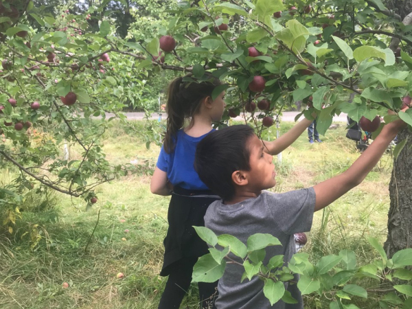 Cueillette de pommes 2020